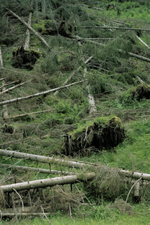 Wald II, 2020 Wald II, 2020