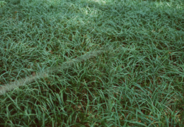 Kristofor, Dauersommer