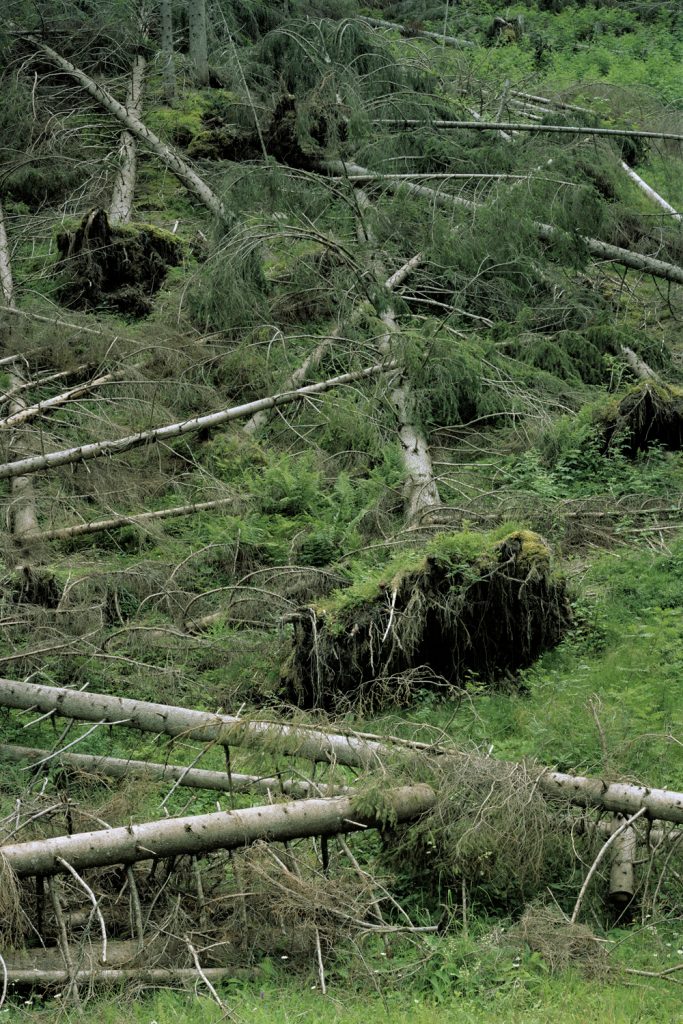 Wald II, 2020